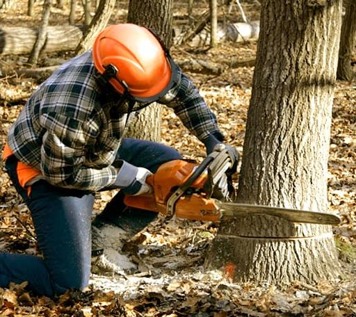 Tree Removal in Russell, MA